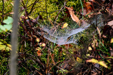 spider web Indian summer on trees and shrubsの写真素材