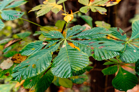 autumn chestnut leaves in the forestの写真素材