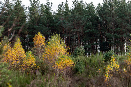 Autumn landscape in the forest in the morningの写真素材