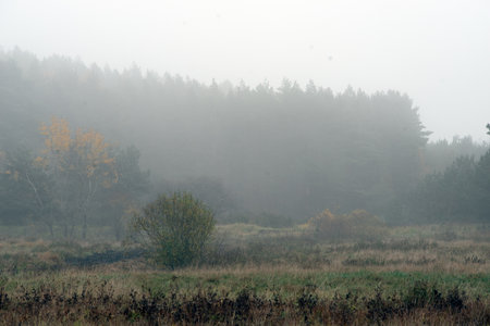 Autumn landscape in the forest in the morningの写真素材