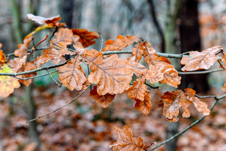 dry oak leaves on a tree in the forestの写真素材
