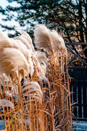 blooming giant miscanthus in autumnの写真素材