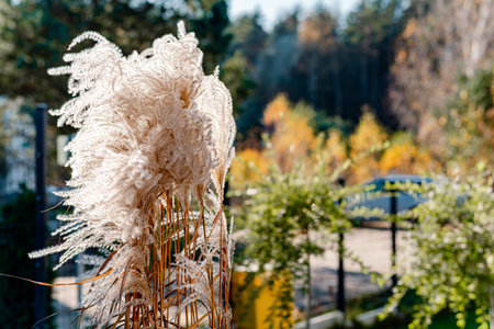 blooming giant miscanthus in autumnの写真素材