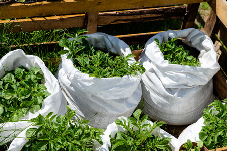 potatoes growing in bagsの写真素材