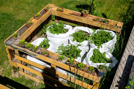 potatoes growing in bagsの写真素材