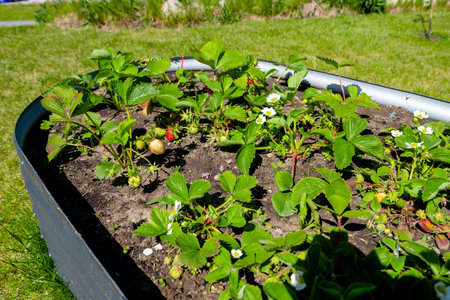 growing strawberries in the gardenの写真素材