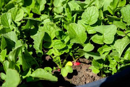 growing radishes in the gardenの写真素材