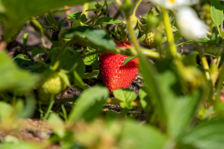 growing strawberries in the gardenの写真素材