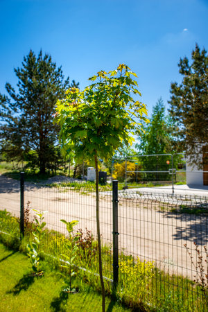 ball maple planted in the gardenの写真素材