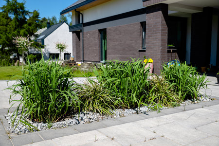 growing miscanthus giant in the gardenの写真素材