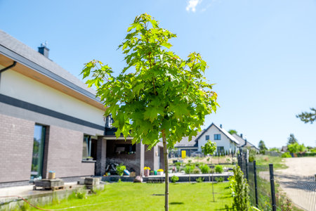 ball maple planted in the gardenの写真素材