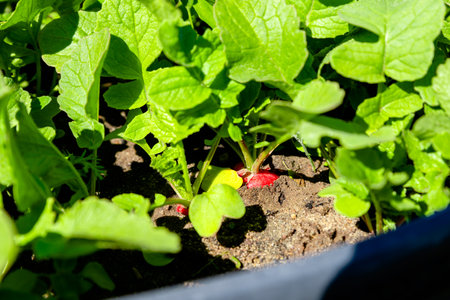 growing radishes in the gardenの写真素材