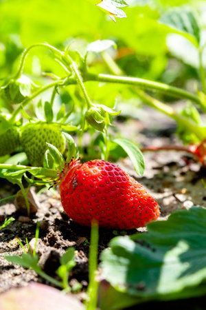 growing strawberries in the gardenの写真素材