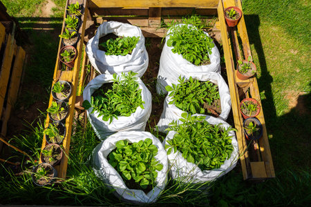 potatoes growing in bagsの写真素材