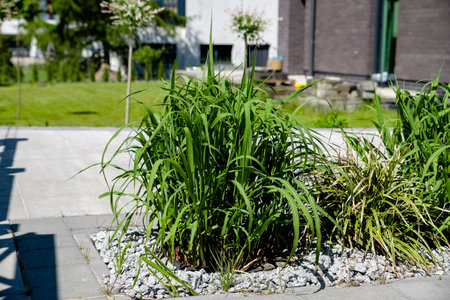 growing miscanthus giant in the gardenの写真素材