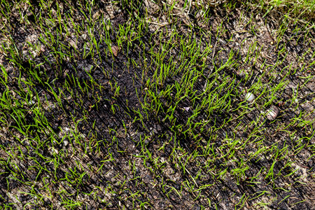freshly sown grass growing in the gardenの写真素材