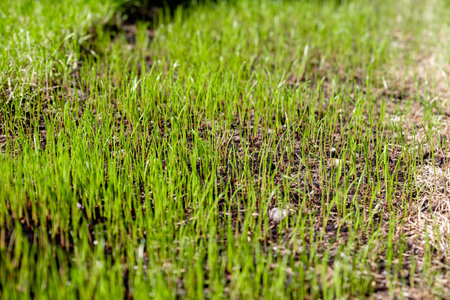 freshly sown grass growing in the gardenの写真素材