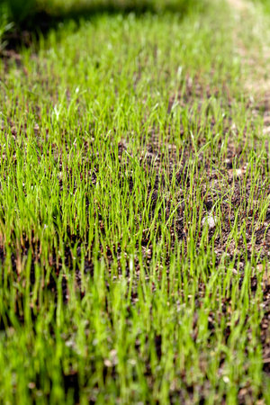 freshly sown grass growing in the gardenの写真素材