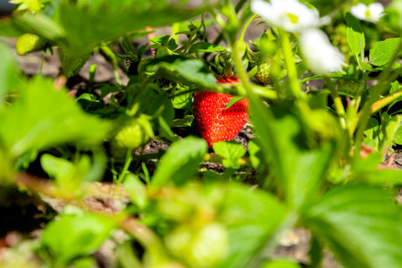 growing strawberries in the gardenの写真素材