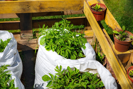 potatoes growing in bagsの写真素材