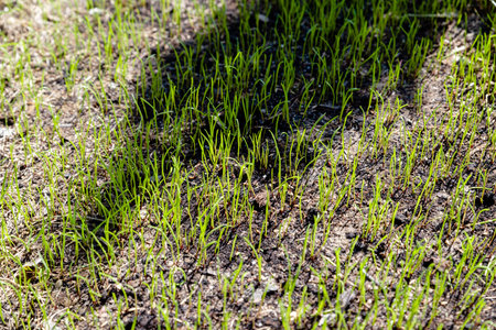 freshly sown grass growing in the gardenの写真素材