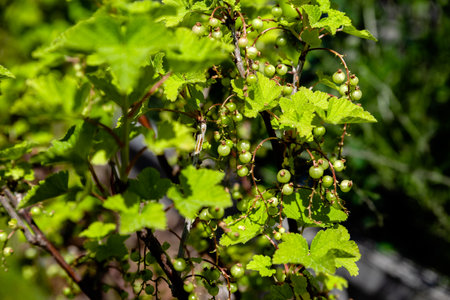 currant bushes growing in the home gardenの写真素材
