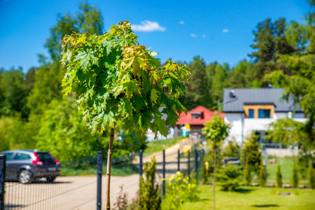 ball maple planted in the gardenの写真素材
