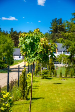 ball maple planted in the gardenの写真素材