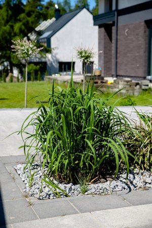 growing miscanthus giant in the gardenの写真素材