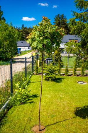 ball maple planted in the gardenの写真素材