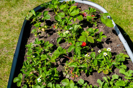 growing strawberries in the gardenの写真素材