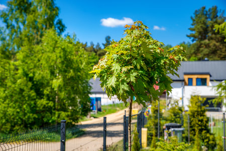 ball maple planted in the gardenの写真素材