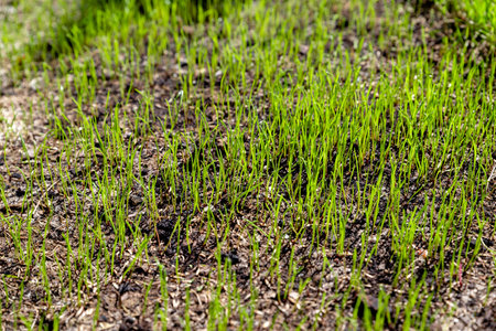 freshly sown grass growing in the gardenの写真素材