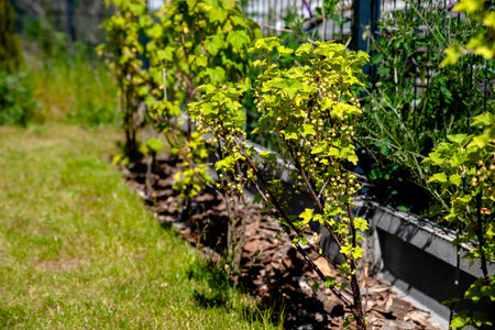 currant bushes growing in the home gardenの写真素材