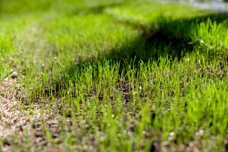 freshly sown grass growing in the gardenの写真素材