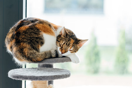 cat sleeping on a scratching post by the windowの写真素材