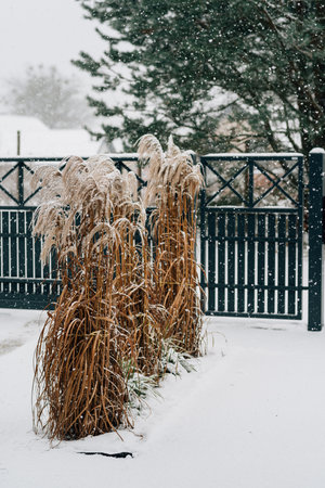 snow-covered entrance to the houseの写真素材