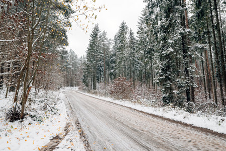 forest road covered with snowの写真素材