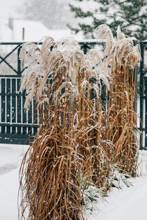snow-covered entrance to the houseの写真素材