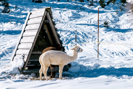 llamas in a pasture on a snow-covered slopeの写真素材