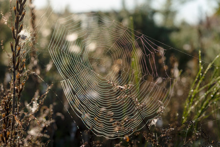 gossamer in the meadow at sunriseの写真素材