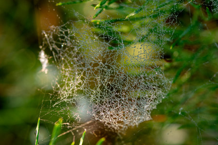gossamer in the meadow at sunriseの写真素材