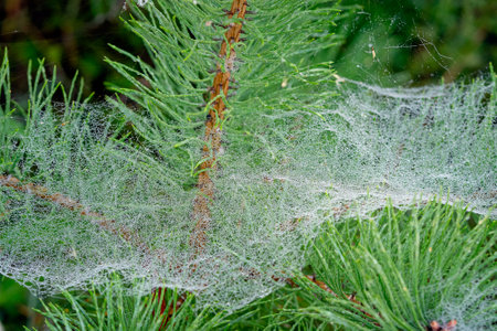 gossamer in the meadow at sunriseの写真素材