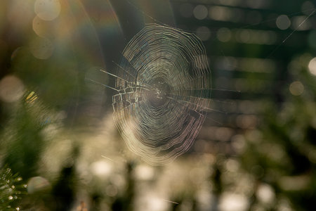gossamer in the meadow at sunriseの写真素材