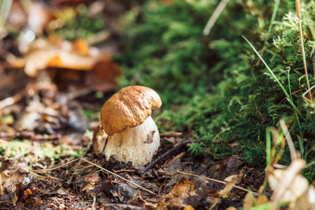 Boletus edulis in a wet forestの写真素材