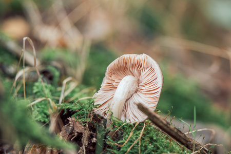 poisonous mushroom in a wet forestの写真素材