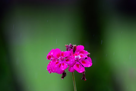 pink geranium in the rainの写真素材