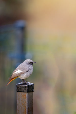 redstart sitting on a postの写真素材