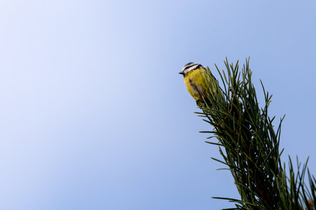 Eurasian Blue Tit sitting on a branch