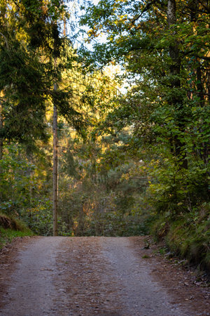 a sand road leading through the forestの写真素材